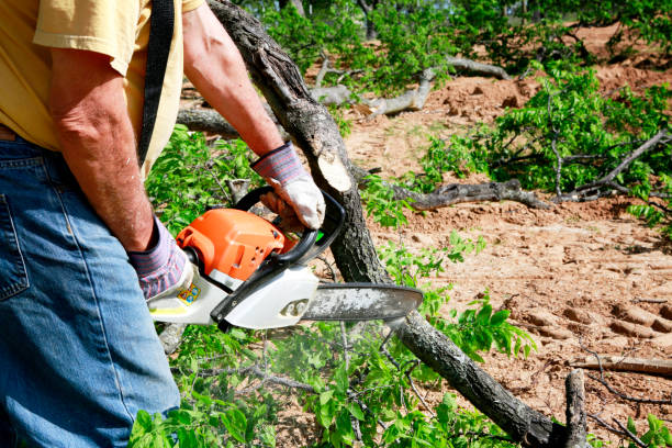 How Our Tree Care Process Works  in  Hastings, MN